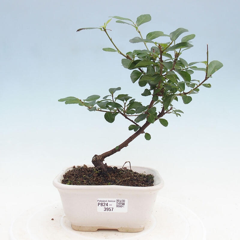 Zimmerbonsai - Grewia occidentalis - Lavendelstern