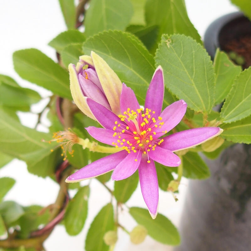 Zimmerbonsai - Grewia occidentalis - Lavendelstern