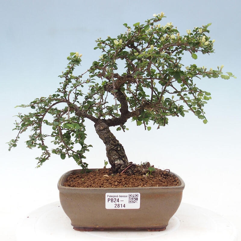 Zimmerbonsai - Grewia sp. - Kleinblättriges Grewie