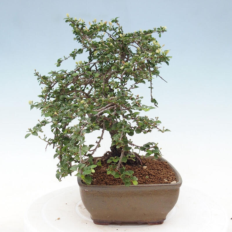 Zimmerbonsai - Grewia sp. - Kleinblättriges Grewie