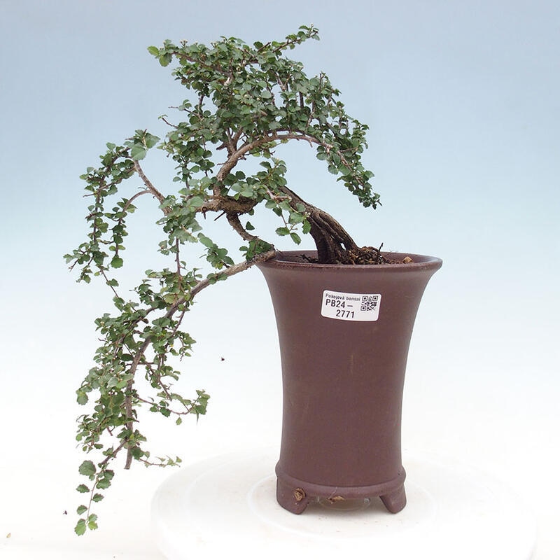 Zimmerbonsai - Grewia sp. - Kleinblättriges Grewie