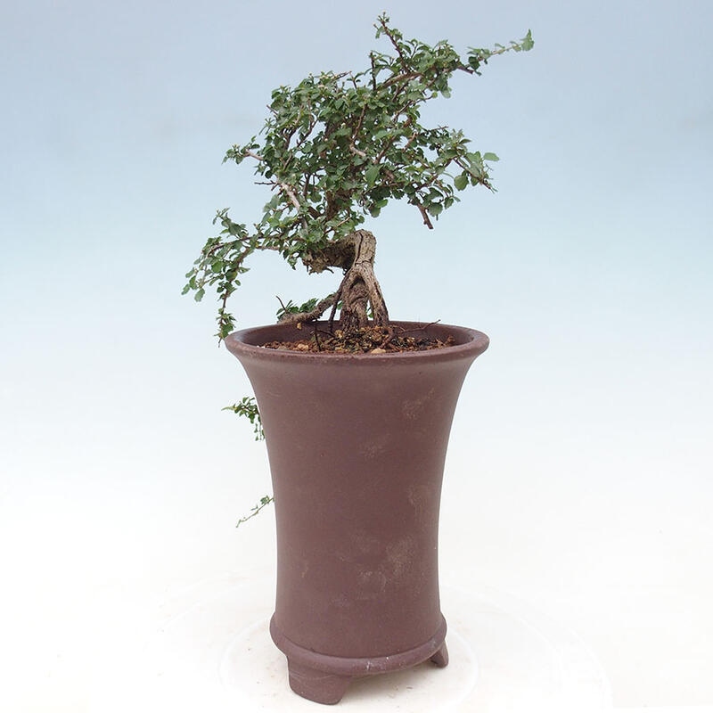 Zimmerbonsai - Grewia sp. - Kleinblättriges Grewie