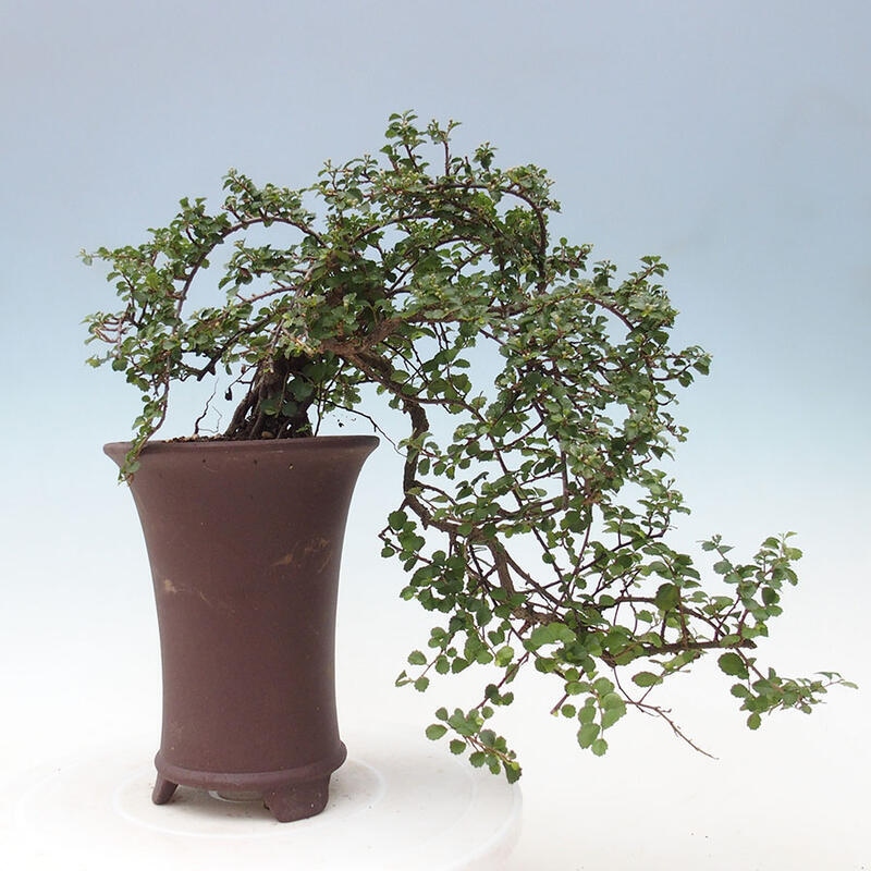 Zimmerbonsai - Grewia sp. - Kleinblättriges Grewie