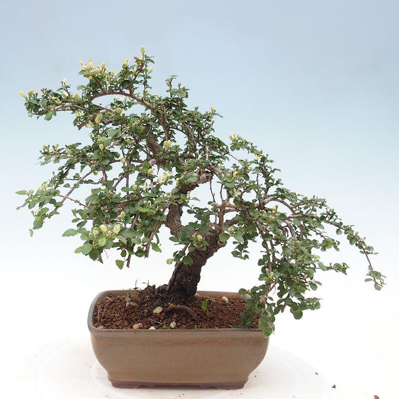 Zimmerbonsai - Grewia sp. - Kleinblättriges Grewie