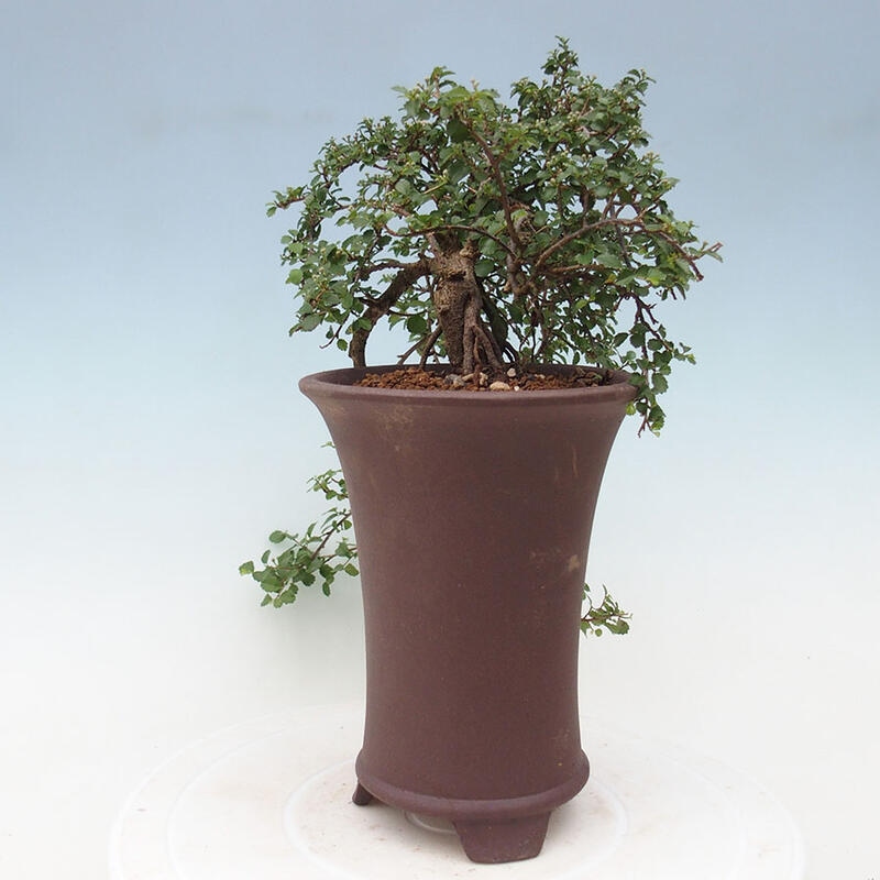 Zimmerbonsai - Grewia sp. - Kleinblättriges Grewie