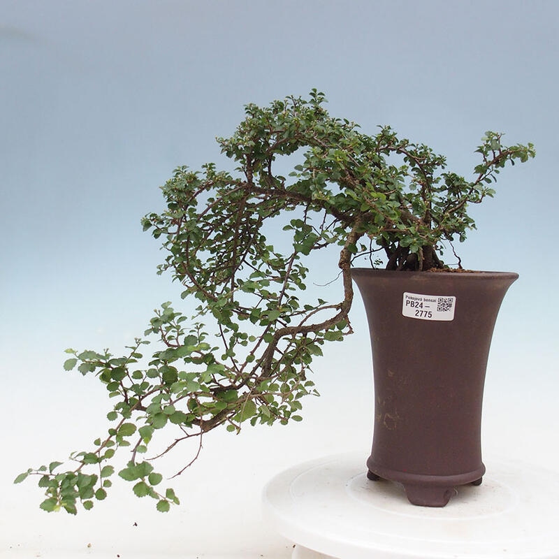 Zimmerbonsai - Grewia sp. - Kleinblättriges Grewie