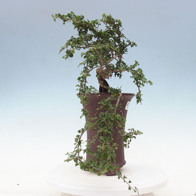 Zimmerbonsai - Grewia sp. - Kleinblättriges Grewie