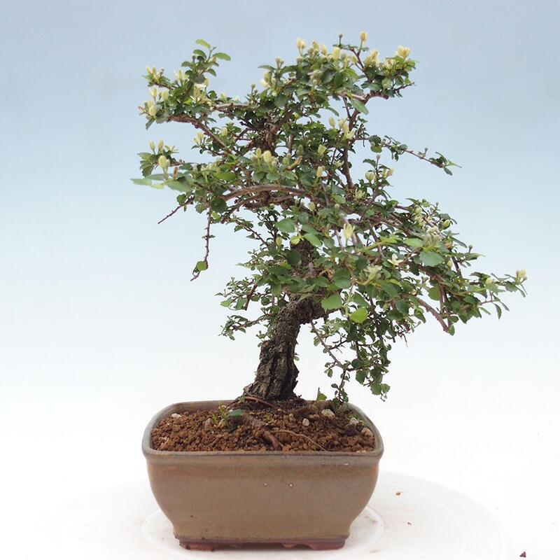 Zimmerbonsai - Grewia sp. - Kleinblättriges Grewie