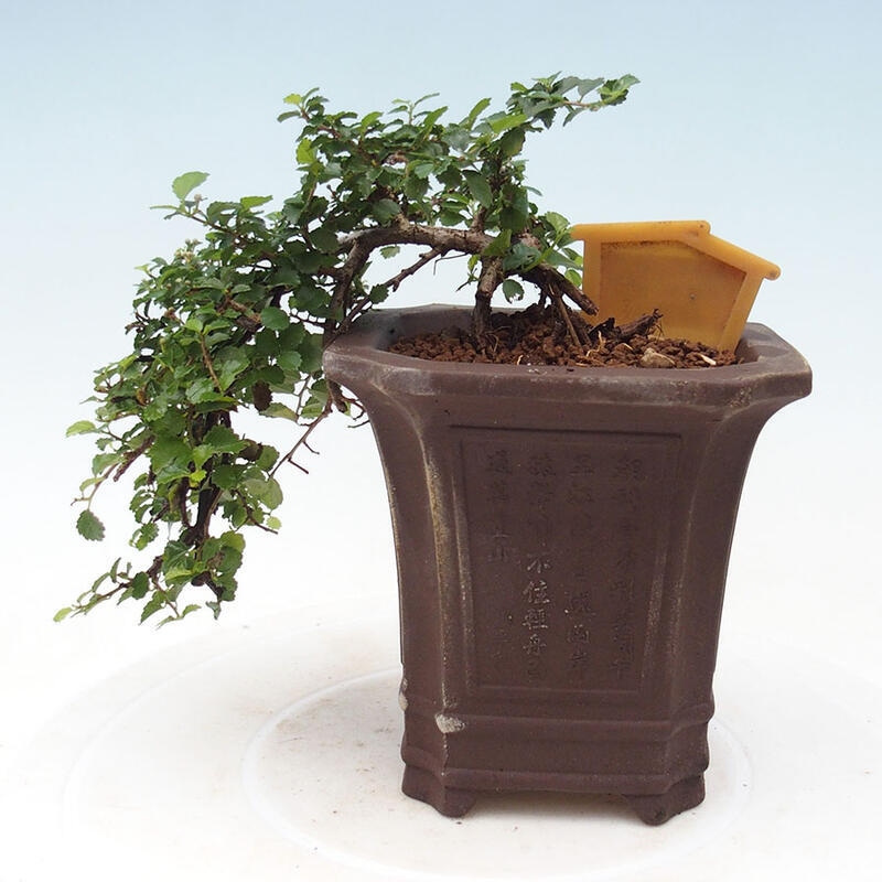 Zimmerbonsai - Grewia sp. - Kleinblättriges Grewie