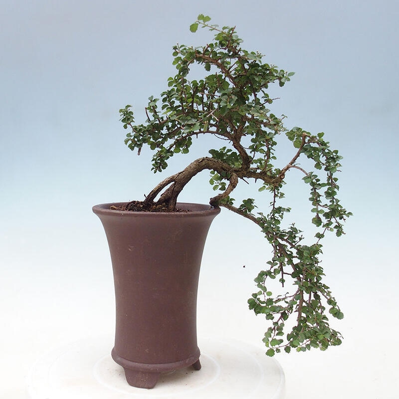 Zimmerbonsai - Grewia sp. - Kleinblättriges Grewie