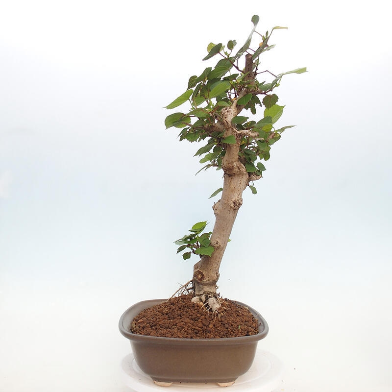 Zimmerbonsai - Hibiscus tiliaceus - Hibiskuslinde, Meer