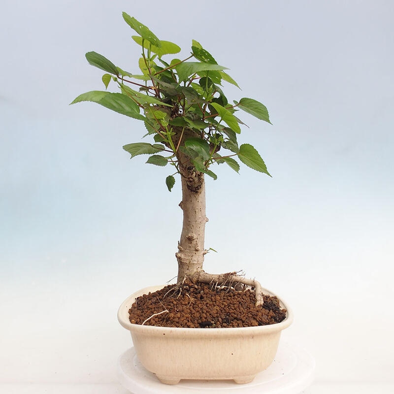 Zimmerbonsai - Hibiscus tiliaceus - Hibiskuslinde, Meer