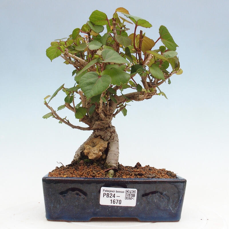 Zimmerbonsai - Hibiscus tiliaceus - Hibiskuslinde, Meer