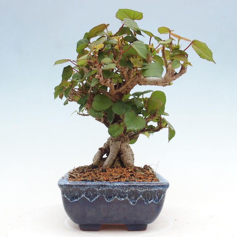 Zimmerbonsai - Hibiscus tiliaceus - Hibiskuslinde, Meer