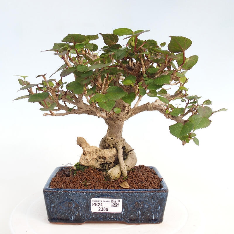 Zimmerbonsai - Hibiscus tiliaceus - Hibiskuslinde, Meer