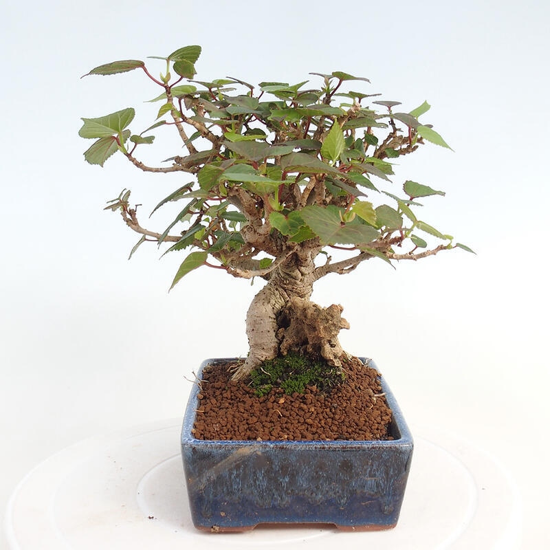 Zimmerbonsai - Hibiscus tiliaceus - Hibiskuslinde, Meer