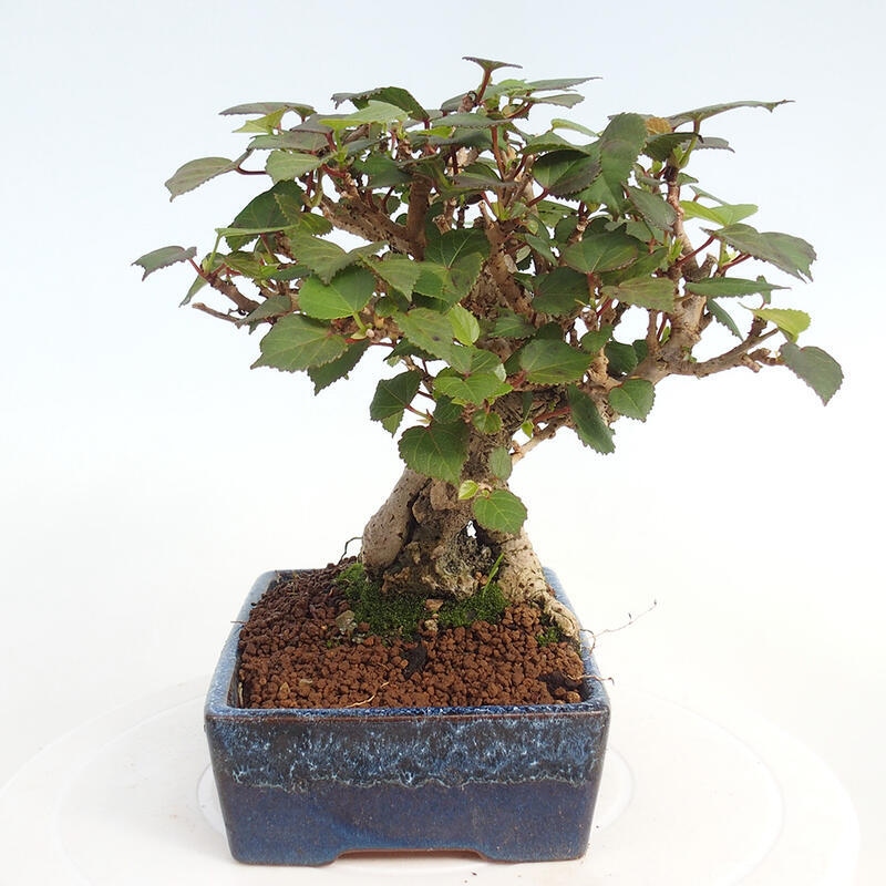 Zimmerbonsai - Hibiscus tiliaceus - Hibiskuslinde, Meer