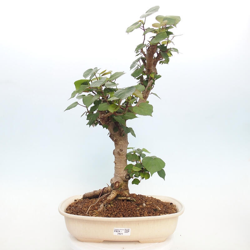 Zimmerbonsai - Hibiscus tiliaceus - Hibiskuslinde, Meer