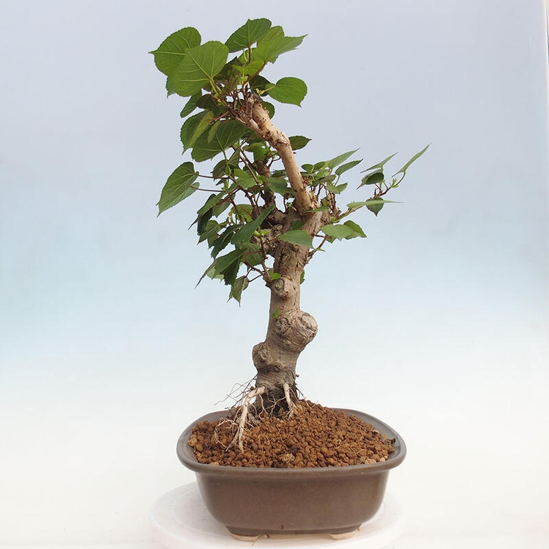 Zimmerbonsai - Hibiscus tiliaceus - Hibiskuslinde, Meer