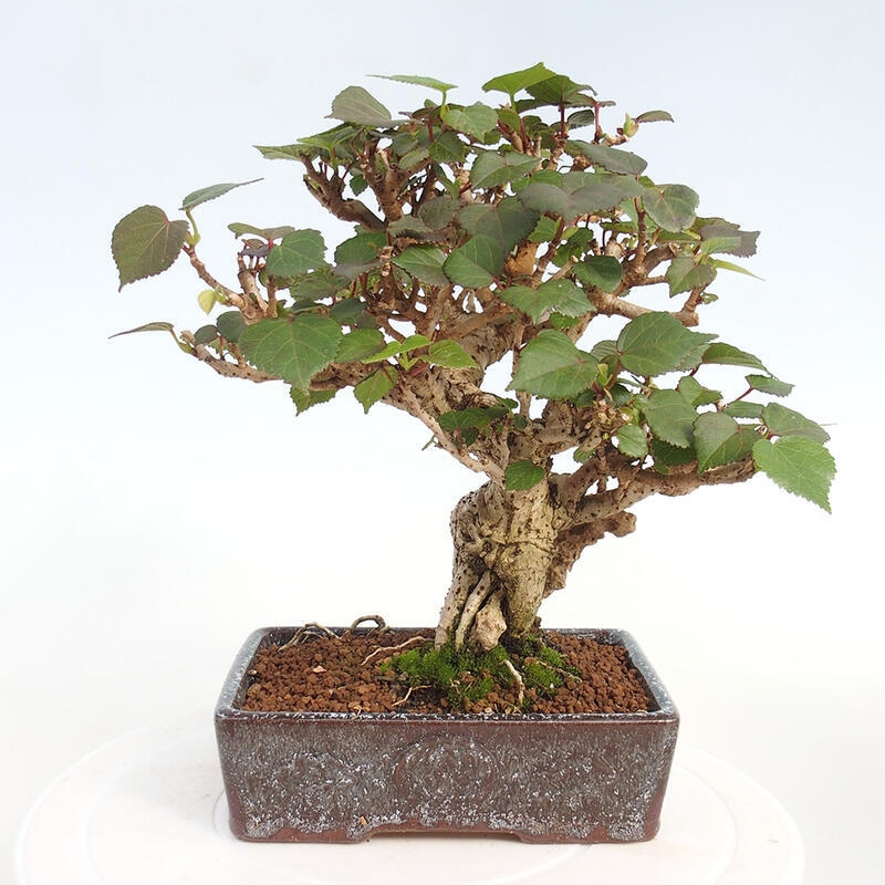 Zimmerbonsai - Hibiscus tiliaceus - Hibiskuslinde, Meer