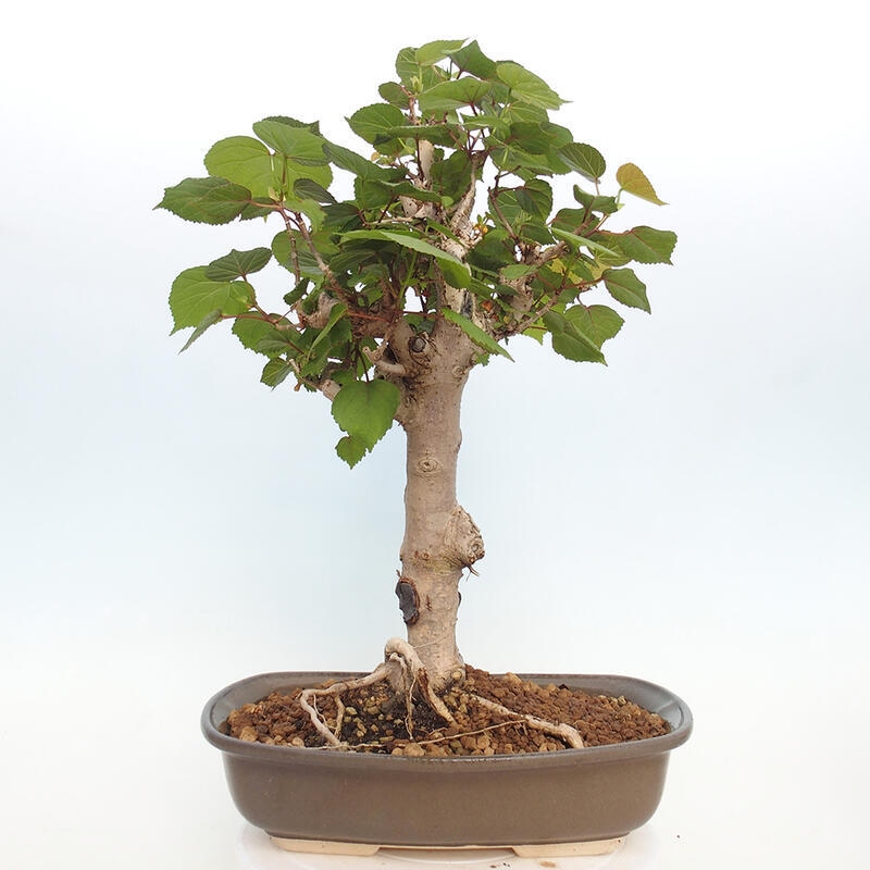 Zimmerbonsai - Hibiscus tiliaceus - Hibiskuslinde, Meer