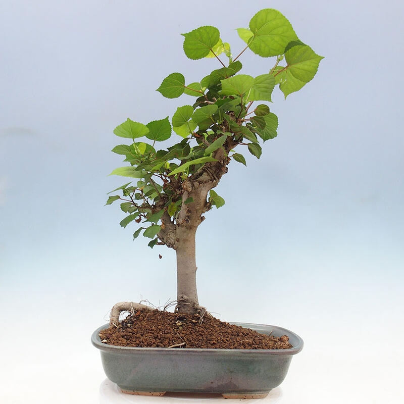 Zimmerbonsai - Hibiscus tiliaceus - Meereshibiskus + SUISEKI-Buch Kostenlos