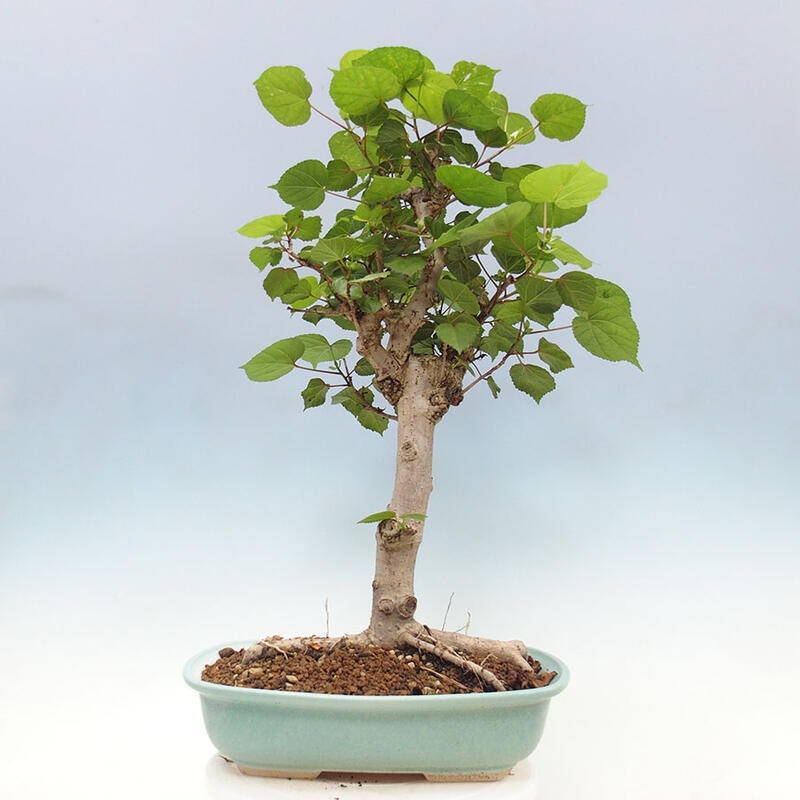 Zimmerbonsai - Hibiscus tiliaceus - Meereshibiskus + SUISEKI-Buch Kostenlos