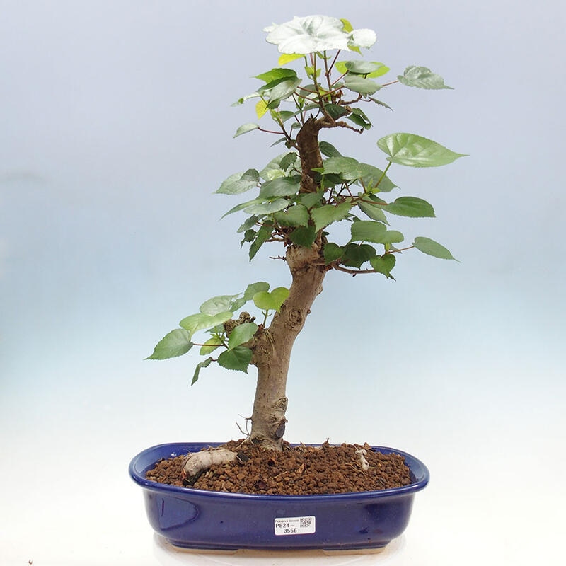 Zimmerbonsai - Hibiscus tiliaceus - Meereshibiskus + SUISEKI-Buch Kostenlos