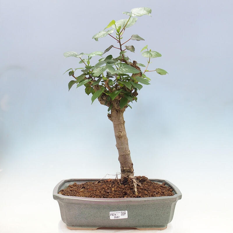 Zimmerbonsai - Hibiscus tiliaceus - Meereshibiskus + SUISEKI-Buch Kostenlos