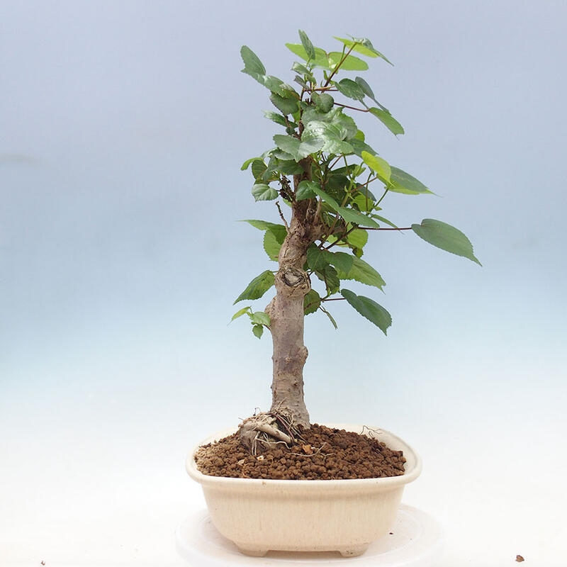 Zimmerbonsai - Hibiscus tiliaceus - Meereshibiskus + SUISEKI-Buch Kostenlos