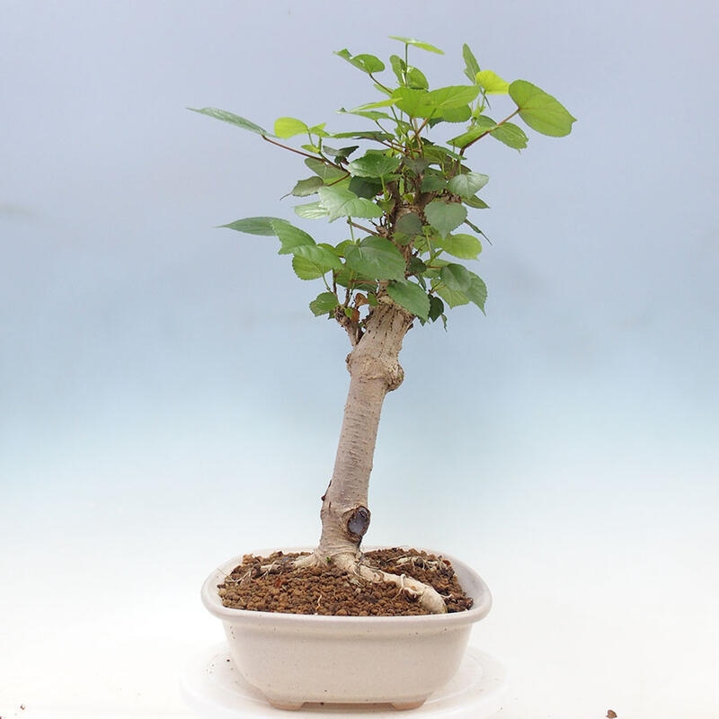 Zimmerbonsai - Hibiscus tiliaceus - Meereshibiskus + SUISEKI-Buch Kostenlos