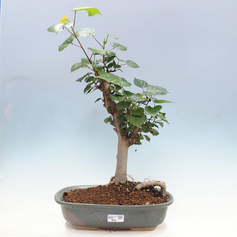 Zimmerbonsai - Hibiscus tiliaceus - Meereshibiskus + SUISEKI-Buch Kostenlos