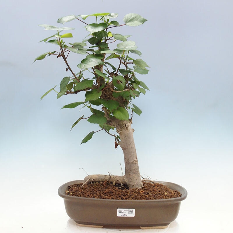 Zimmerbonsai - Hibiscus tiliaceus - Meereshibiskus + SUISEKI-Buch Kostenlos