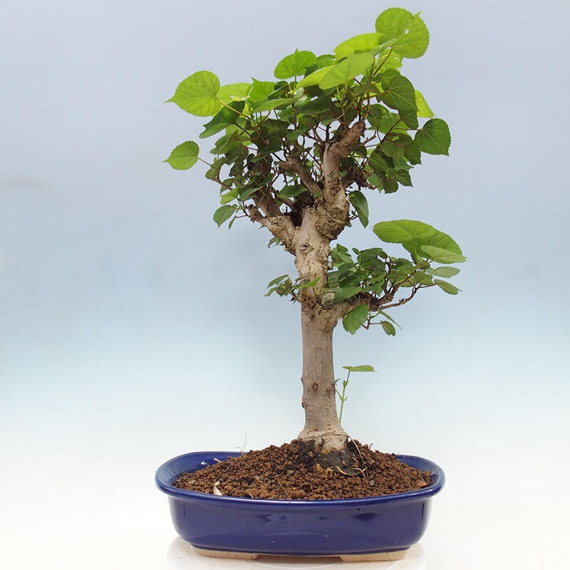 Zimmerbonsai - Hibiscus tiliaceus - Meereshibiskus + SUISEKI-Buch Kostenlos