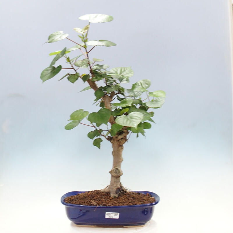 Zimmerbonsai - Hibiscus tiliaceus - Meereshibiskus + SUISEKI-Buch Kostenlos