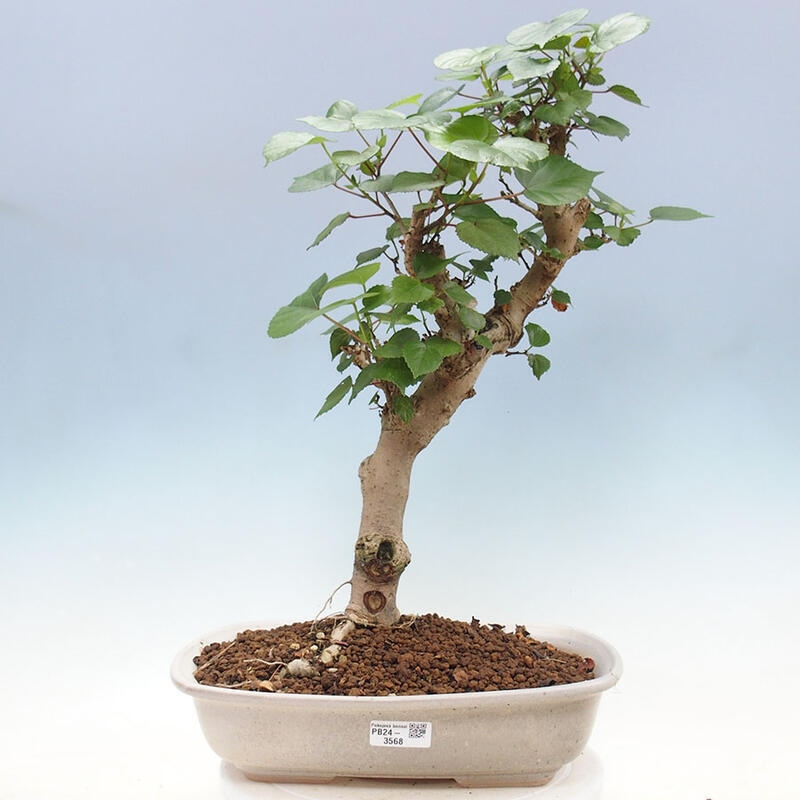 Zimmerbonsai - Hibiscus tiliaceus - Meereshibiskus + SUISEKI-Buch Kostenlos