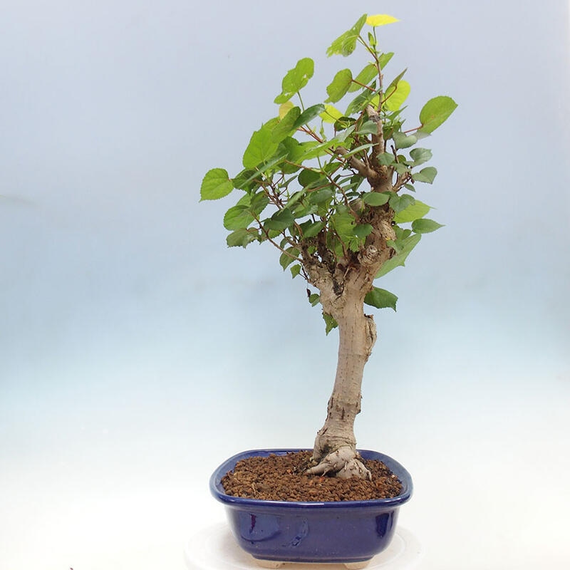 Zimmerbonsai - Hibiscus tiliaceus - Meereshibiskus + SUISEKI-Buch Kostenlos