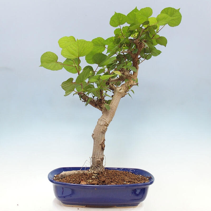 Zimmerbonsai - Hibiscus tiliaceus - Meereshibiskus + SUISEKI-Buch Kostenlos