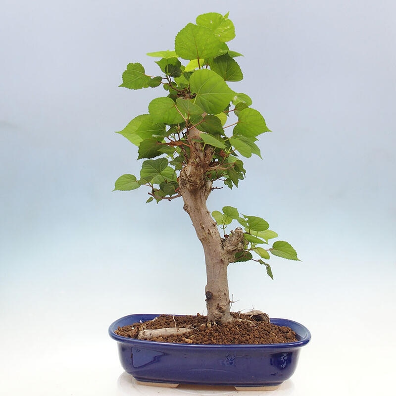 Zimmerbonsai - Hibiscus tiliaceus - Meereshibiskus + SUISEKI-Buch Kostenlos