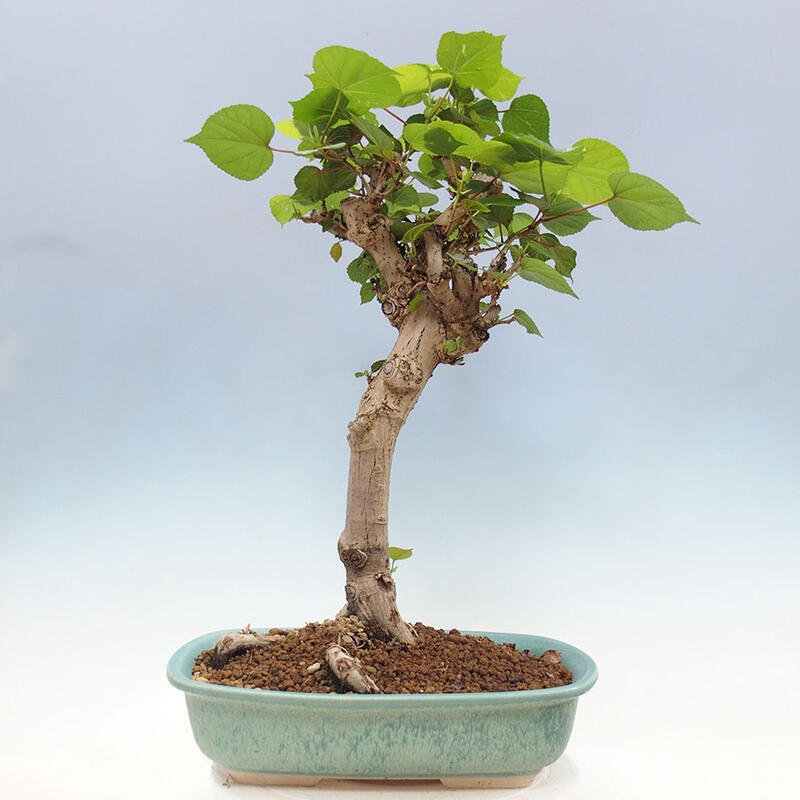 Zimmerbonsai - Hibiscus tiliaceus - Meereshibiskus + SUISEKI-Buch Kostenlos