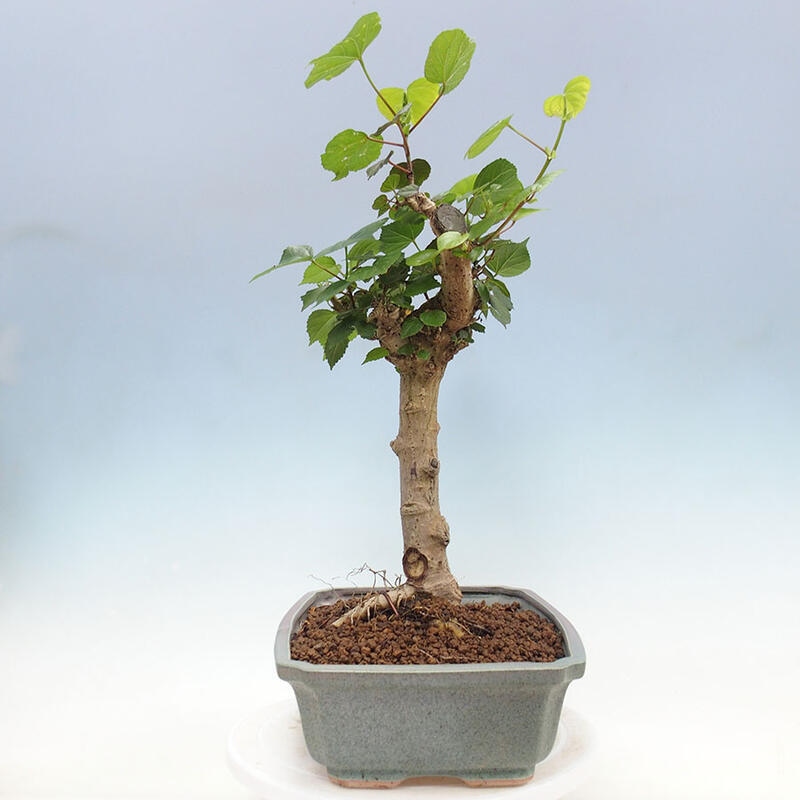 Zimmerbonsai - Hibiscus tiliaceus - Meereshibiskus + SUISEKI-Buch Kostenlos