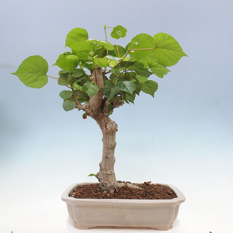 Zimmerbonsai - Hibiscus tiliaceus - Meereshibiskus + SUISEKI-Buch Kostenlos