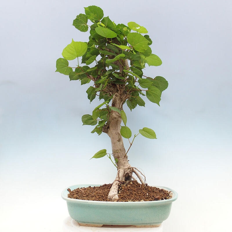 Zimmerbonsai - Hibiscus tiliaceus - Meereshibiskus + SUISEKI-Buch Kostenlos