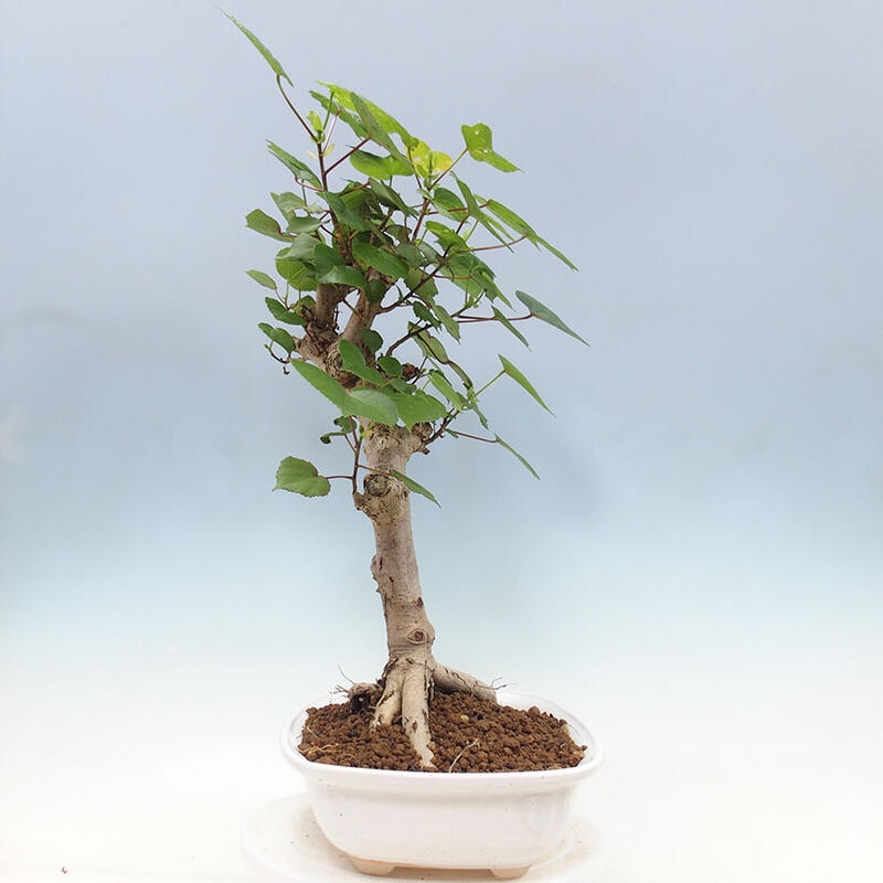 Zimmerbonsai - Hibiscus tiliaceus - Meereshibiskus + SUISEKI-Buch Kostenlos