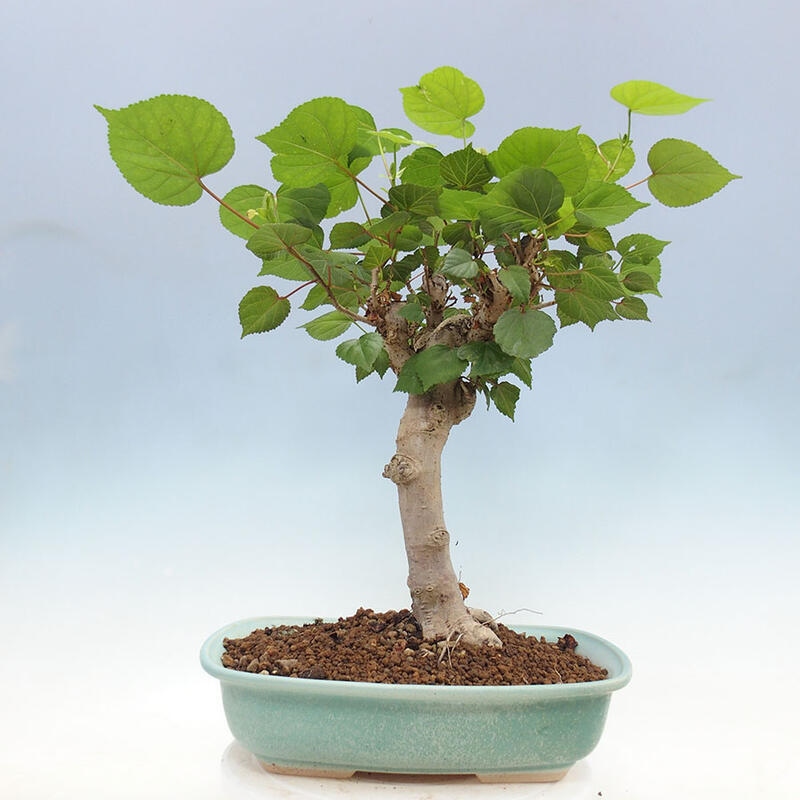 Zimmerbonsai - Hibiscus tiliaceus - Meereshibiskus + SUISEKI-Buch Kostenlos