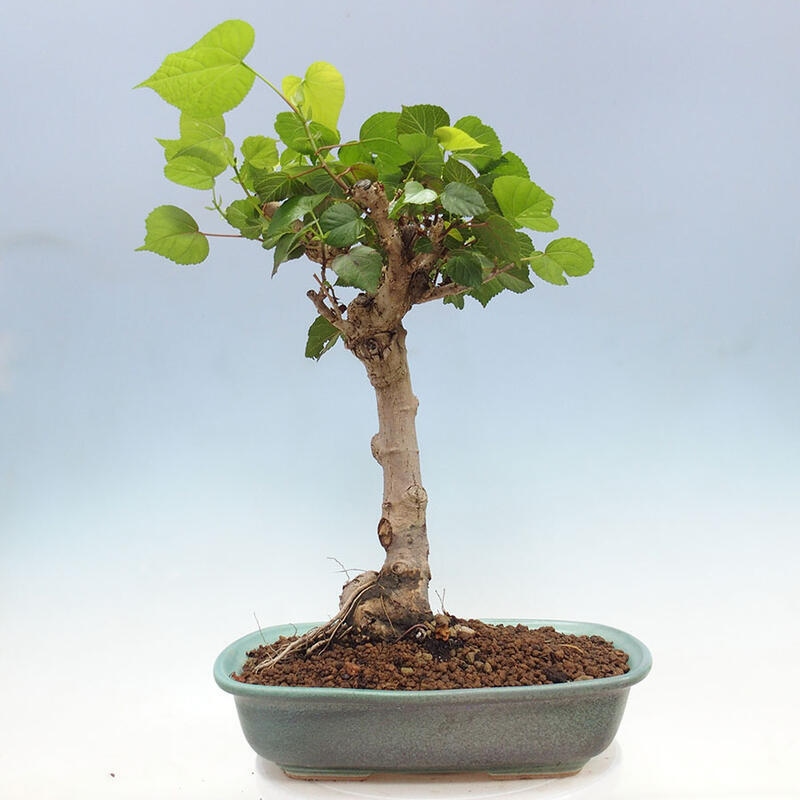 Zimmerbonsai - Hibiscus tiliaceus - Meereshibiskus + SUISEKI-Buch Kostenlos