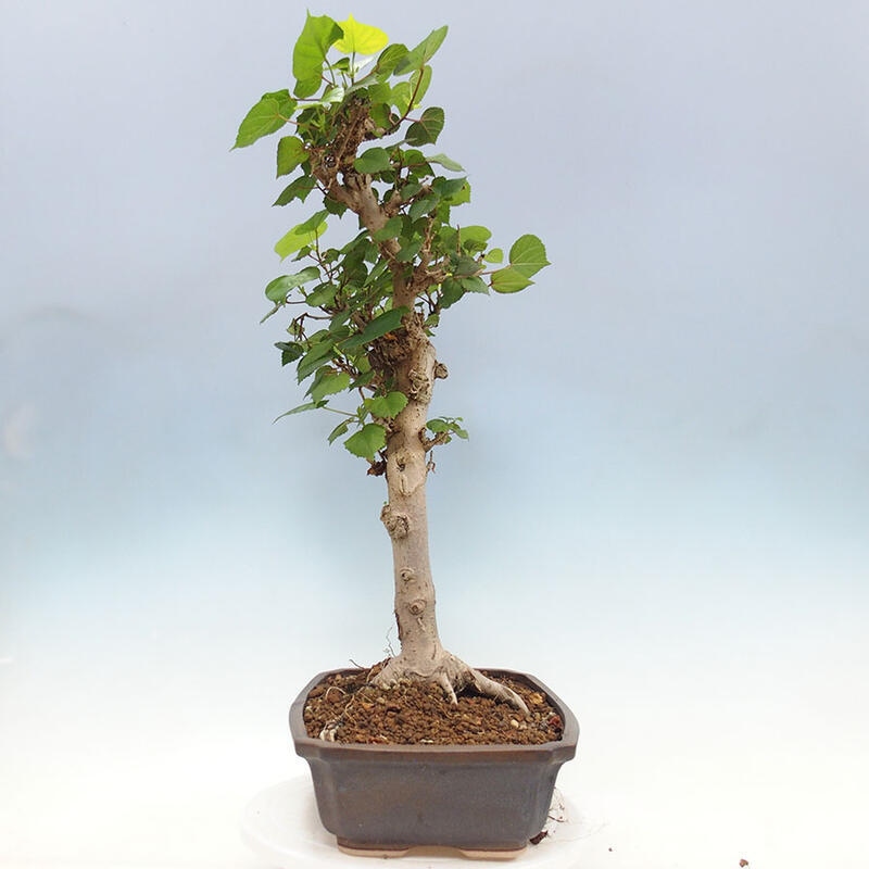 Zimmerbonsai - Hibiscus tiliaceus - Meereshibiskus + SUISEKI-Buch Kostenlos