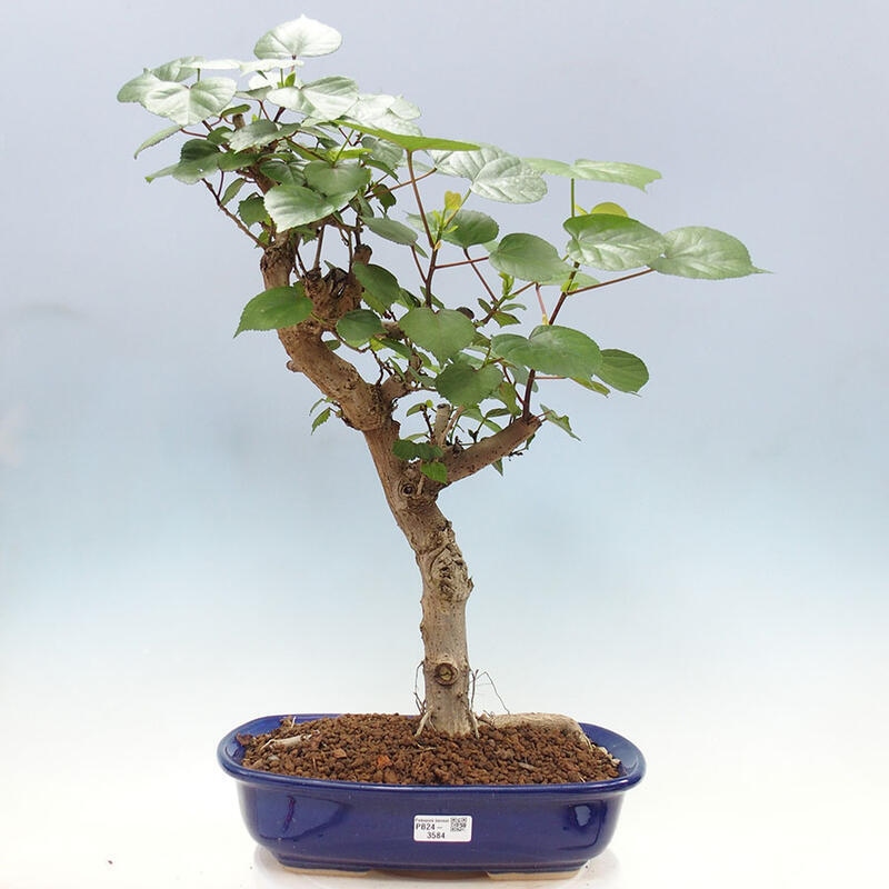 Zimmerbonsai - Hibiscus tiliaceus - Meereshibiskus + SUISEKI-Buch Kostenlos