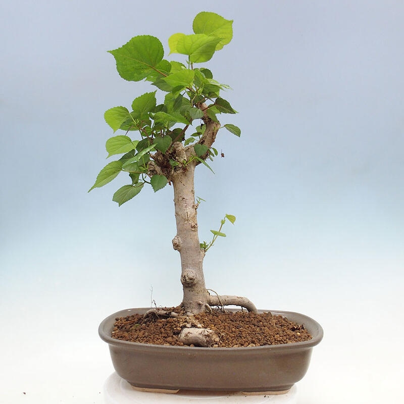 Zimmerbonsai - Hibiscus tiliaceus - Meereshibiskus + SUISEKI-Buch Kostenlos