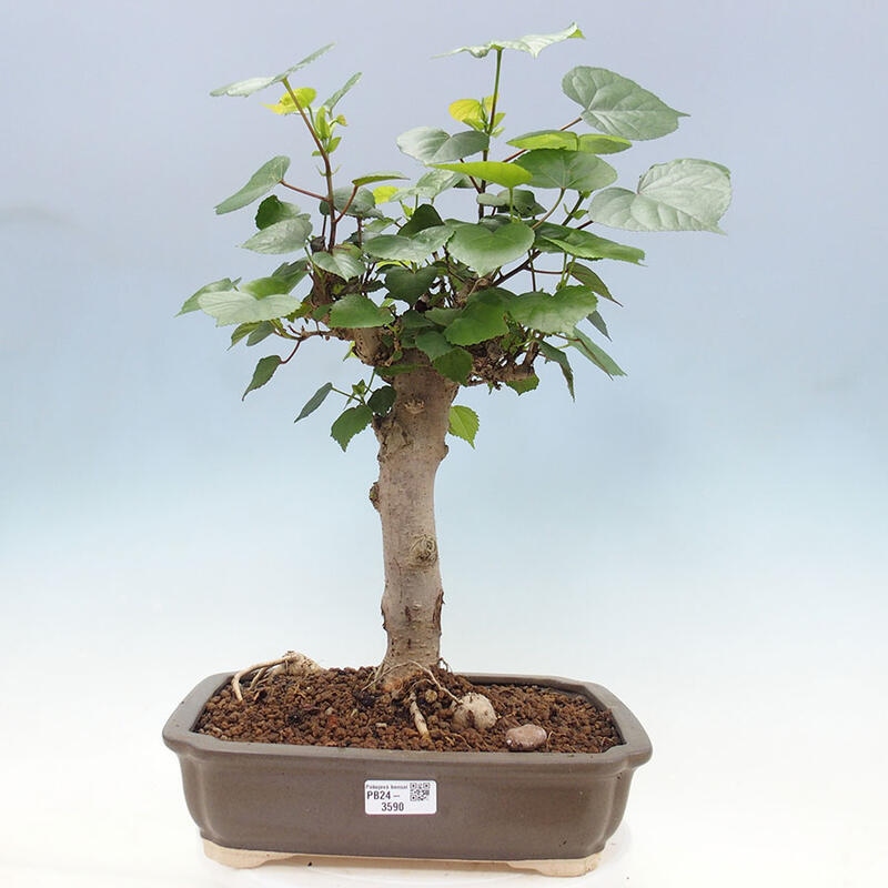 Zimmerbonsai - Hibiscus tiliaceus - Meereshibiskus + SUISEKI-Buch Kostenlos